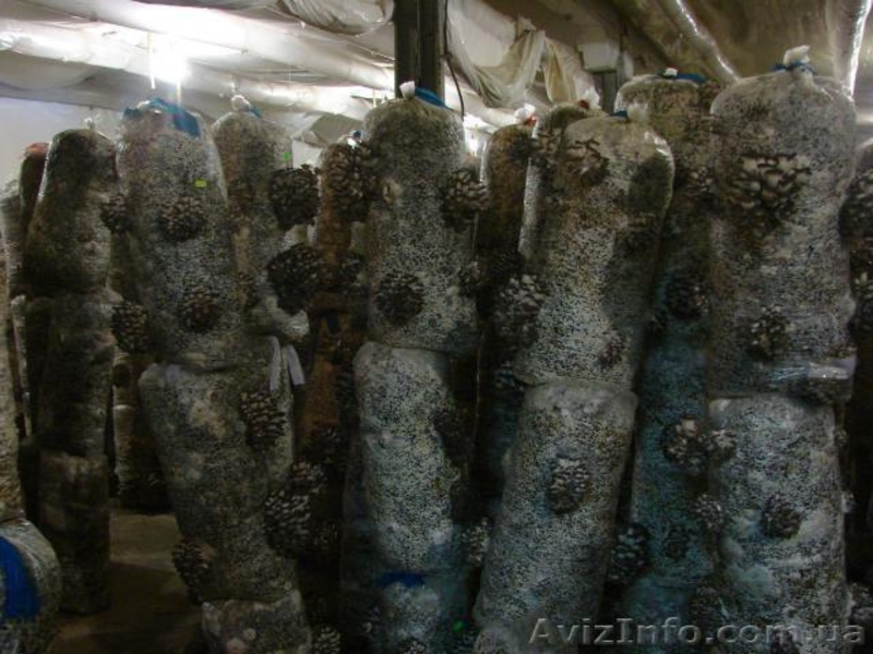 мицелий вешенки пакеты для набивки блоков Сумы - <ro>Изображение</ro><ru>Изображение</ru> #7, <ru>Объявление</ru> #775250