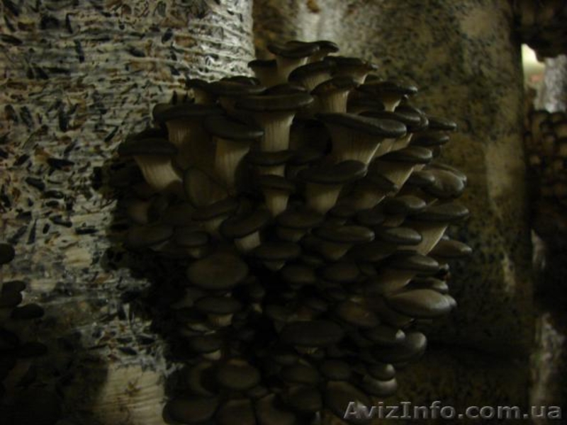 мицелий вешенки пакеты для набивки блоков Сумы - <ro>Изображение</ro><ru>Изображение</ru> #6, <ru>Объявление</ru> #775250