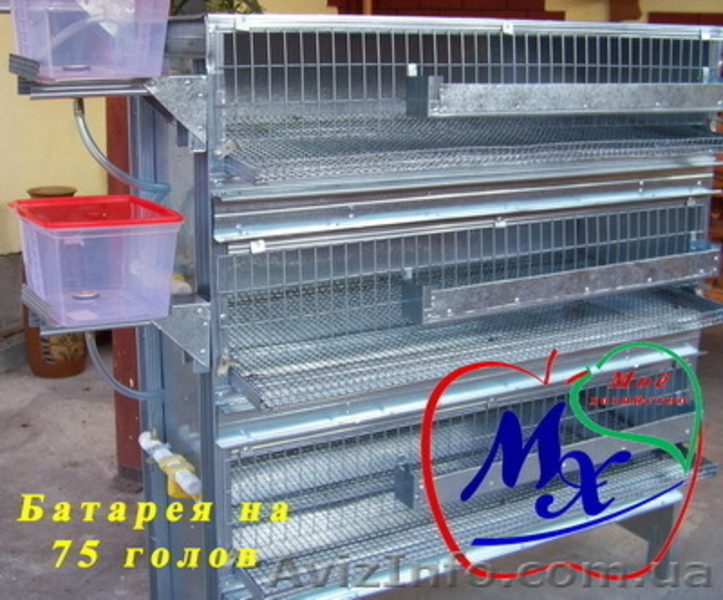 Клетки для содержания взрослых перепелов а частных хозяйствах. - <ro>Изображение</ro><ru>Изображение</ru> #1, <ru>Объявление</ru> #968546