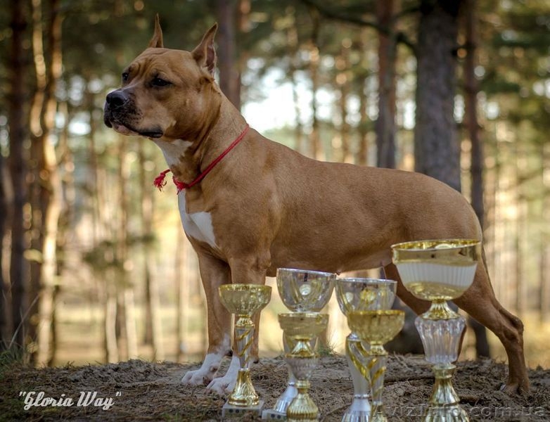 Ам.Стаф.Терерьер Выставочные щенки!Стаффы - <ro>Изображение</ro><ru>Изображение</ru> #6, <ru>Объявление</ru> #241466