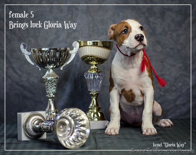 Ам.Стаф.Терерьер Выставочные щенки!Стаффы - <ro>Изображение</ro><ru>Изображение</ru> #4, <ru>Объявление</ru> #241466