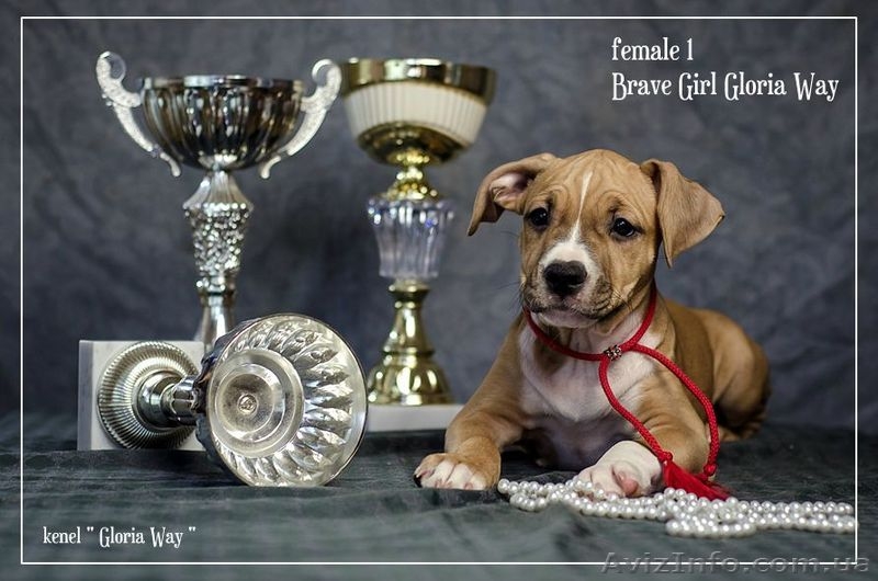 Ам.Стаф.Терерьер Выставочные щенки!Стаффы - <ro>Изображение</ro><ru>Изображение</ru> #3, <ru>Объявление</ru> #241466