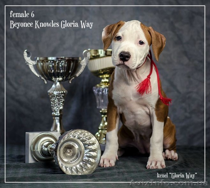 Ам.Стаф.Терерьер Выставочные щенки!Стаффы - <ro>Изображение</ro><ru>Изображение</ru> #2, <ru>Объявление</ru> #241466