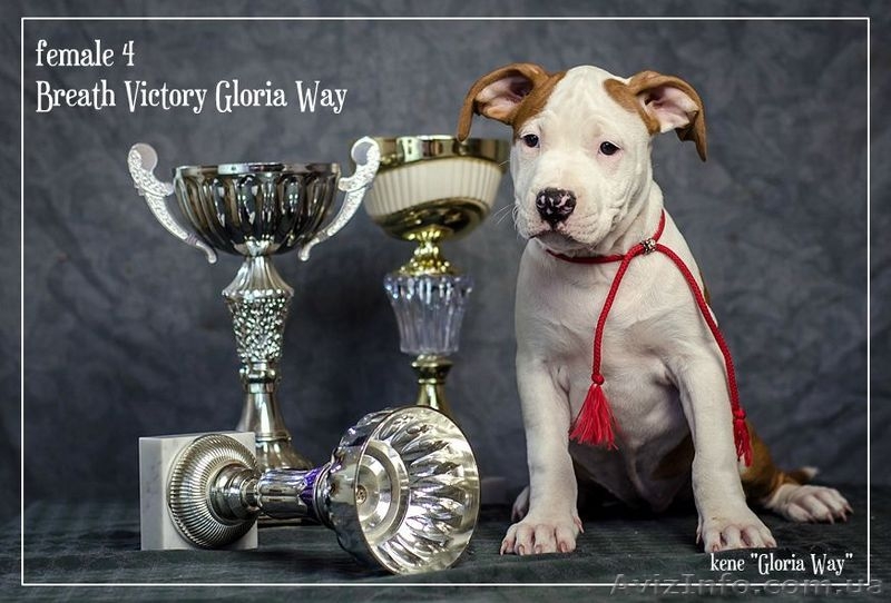 Ам.Стаф.Терерьер Выставочные щенки!Стаффы - <ro>Изображение</ro><ru>Изображение</ru> #1, <ru>Объявление</ru> #241466