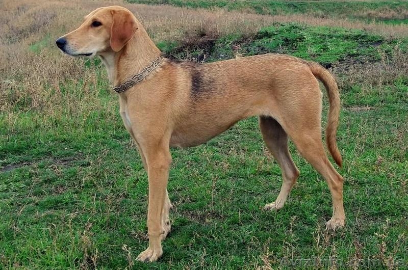 продам щенков русской гончей с документами от дипломированных родителей - <ro>Изображение</ro><ru>Изображение</ru> #4, <ru>Объявление</ru> #1111877