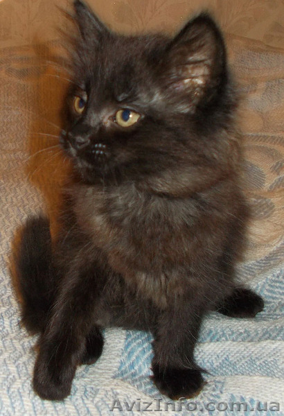 Котята пушистые бесплатно - <ro>Изображение</ro><ru>Изображение</ru> #2, <ru>Объявление</ru> #1109141