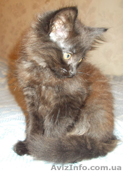 Котята пушистые бесплатно - <ro>Изображение</ro><ru>Изображение</ru> #3, <ru>Объявление</ru> #1109141