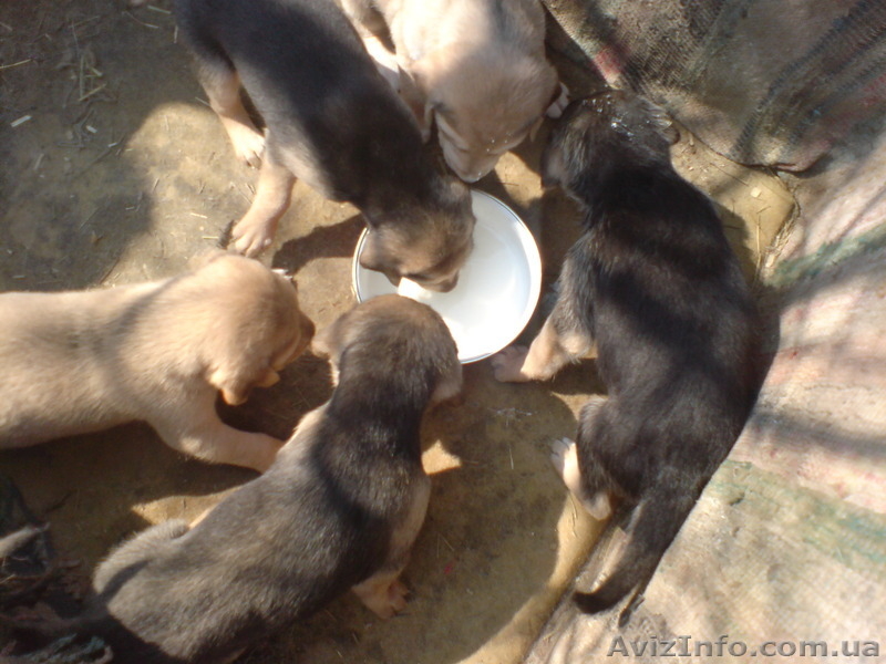 продам щенков русской гончей с документами от дипломированных родителей - <ro>Изображение</ro><ru>Изображение</ru> #2, <ru>Объявление</ru> #1111877
