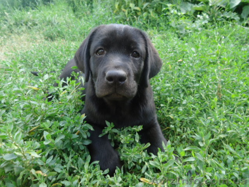 Щенки лабрадора ретривера ищут свою семью - <ro>Изображение</ro><ru>Изображение</ru> #1, <ru>Объявление</ru> #1109598