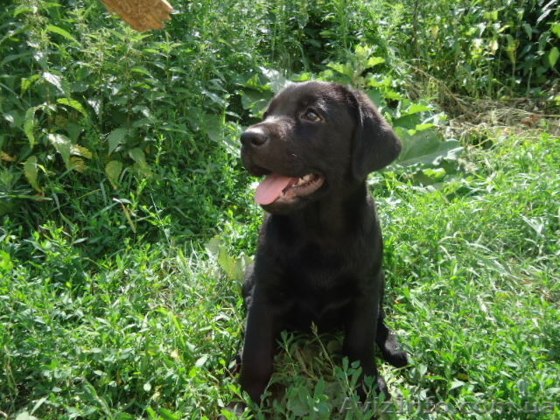 Щенки лабрадора ретривера ищут свою семью - <ro>Изображение</ro><ru>Изображение</ru> #2, <ru>Объявление</ru> #1109598