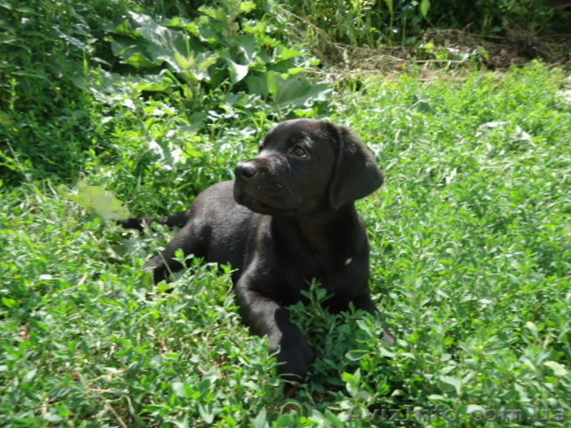 Щенки лабрадора ретривера ищут свою семью - <ro>Изображение</ro><ru>Изображение</ru> #3, <ru>Объявление</ru> #1109598