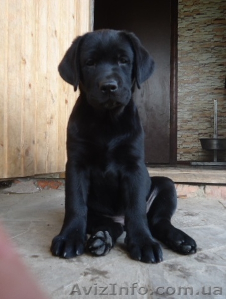 Щенки лабрадора ретривера ищут свою семью - <ro>Изображение</ro><ru>Изображение</ru> #5, <ru>Объявление</ru> #1109598