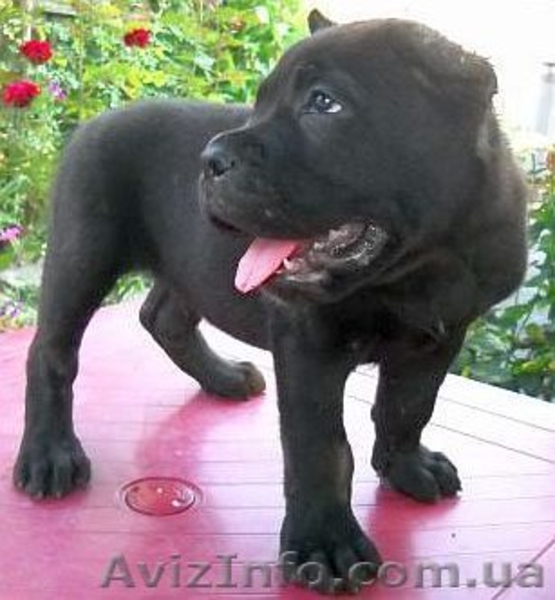 Кане корсо - идеальная порода для охраны и для семьи - <ro>Изображение</ro><ru>Изображение</ru> #1, <ru>Объявление</ru> #1128510