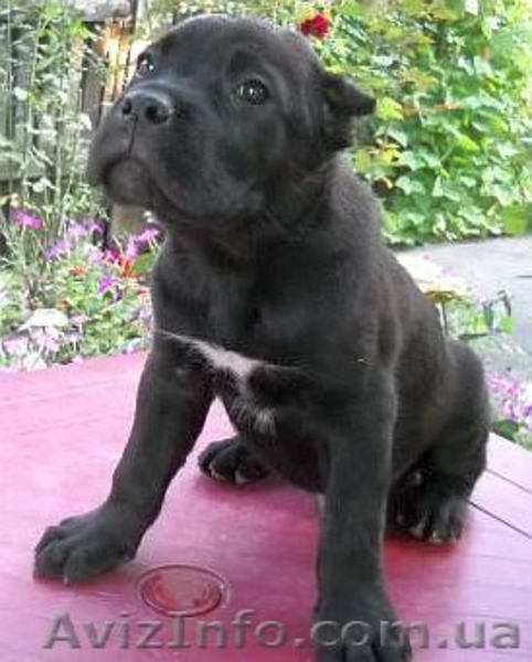 Кане корсо - идеальная порода для охраны и для семьи - <ro>Изображение</ro><ru>Изображение</ru> #4, <ru>Объявление</ru> #1128510