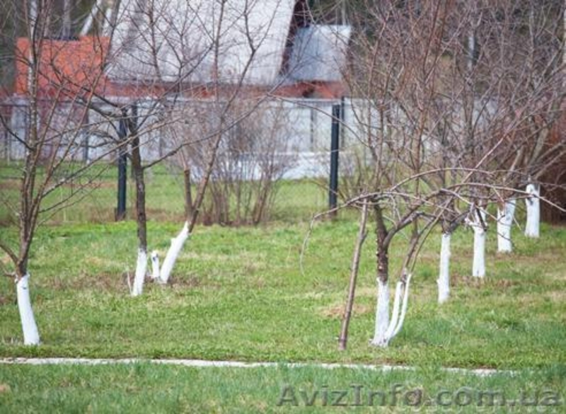 Обрезка сада в Сумах и обл - <ro>Изображение</ro><ru>Изображение</ru> #1, <ru>Объявление</ru> #1156344