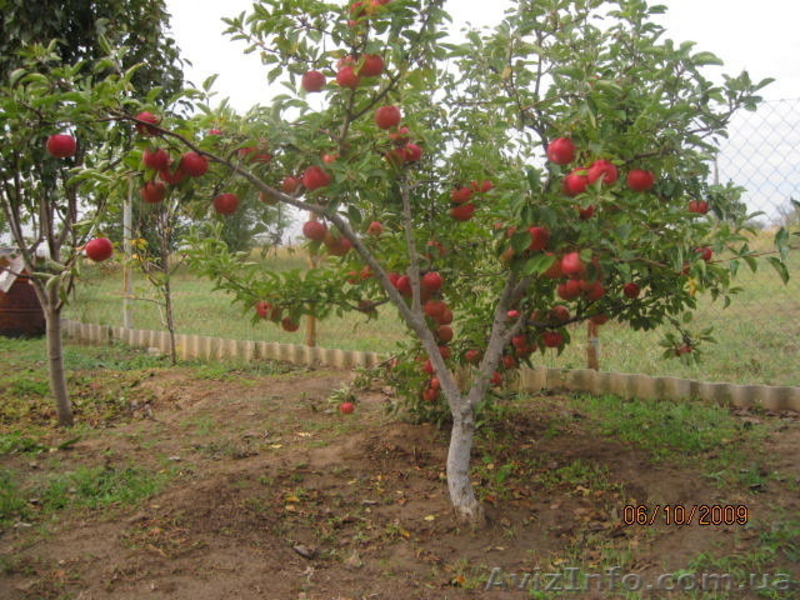 Обрезка сада в Сумах и обл - <ro>Изображение</ro><ru>Изображение</ru> #2, <ru>Объявление</ru> #1156344