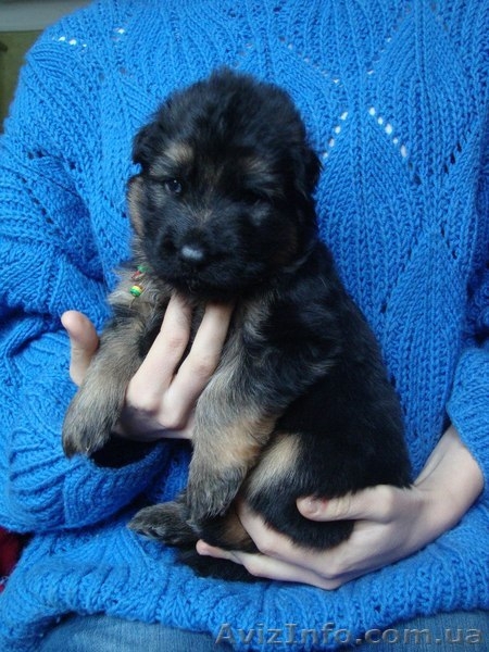 Цуценята ДОВГОШЕРСТОЇ НІМЕЦЬКОЇ ВІВЧАРКИ - <ro>Изображение</ro><ru>Изображение</ru> #2, <ru>Объявление</ru> #1357290