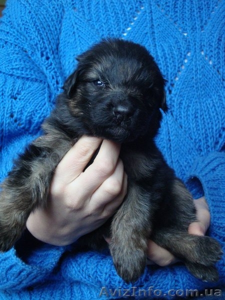 Цуценята ДОВГОШЕРСТОЇ НІМЕЦЬКОЇ ВІВЧАРКИ - <ro>Изображение</ro><ru>Изображение</ru> #1, <ru>Объявление</ru> #1357290