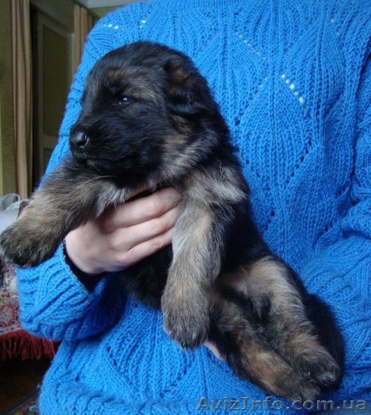 Цуценята ДОВГОШЕРСТОЇ НІМЕЦЬКОЇ ВІВЧАРКИ - <ro>Изображение</ro><ru>Изображение</ru> #3, <ru>Объявление</ru> #1357290