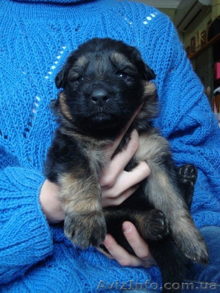 Цуценята ДОВГОШЕРСТОЇ НІМЕЦЬКОЇ ВІВЧАРКИ - <ro>Изображение</ro><ru>Изображение</ru> #4, <ru>Объявление</ru> #1357290