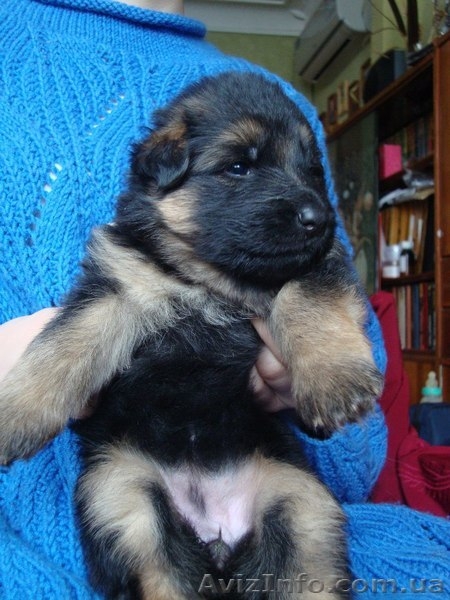 Цуценята ДОВГОШЕРСТОЇ НІМЕЦЬКОЇ ВІВЧАРКИ - <ro>Изображение</ro><ru>Изображение</ru> #5, <ru>Объявление</ru> #1357290