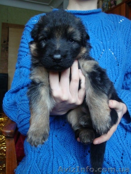 Цуценята ДОВГОШЕРСТОЇ НІМЕЦЬКОЇ ВІВЧАРКИ - <ro>Изображение</ro><ru>Изображение</ru> #7, <ru>Объявление</ru> #1357290