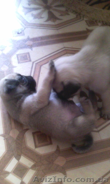 13 июня родились маленькие комочки радости. Щенки уже ждут встречи со своими хоз - <ro>Изображение</ro><ru>Изображение</ru> #2, <ru>Объявление</ru> #1467111