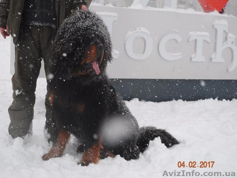 Щенки тибетского мастифа. Шостка - <ro>Изображение</ro><ru>Изображение</ru> #2, <ru>Объявление</ru> #1534407