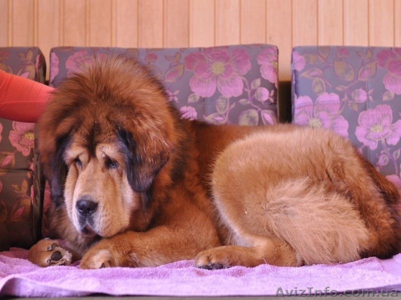 Щенки тибетского мастифа. Шостка - <ro>Изображение</ro><ru>Изображение</ru> #3, <ru>Объявление</ru> #1534407