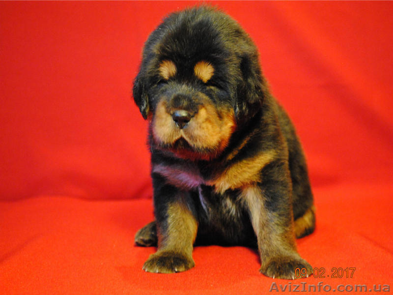 Щенки тибетского мастифа. Шостка - <ro>Изображение</ro><ru>Изображение</ru> #5, <ru>Объявление</ru> #1534407