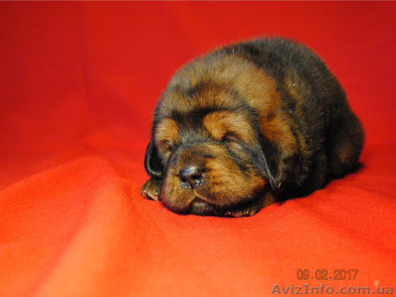 Щенки тибетского мастифа. Шостка - <ro>Изображение</ro><ru>Изображение</ru> #6, <ru>Объявление</ru> #1534407