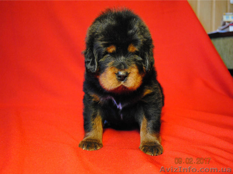 Щенки тибетского мастифа. Шостка - <ro>Изображение</ro><ru>Изображение</ru> #7, <ru>Объявление</ru> #1534407