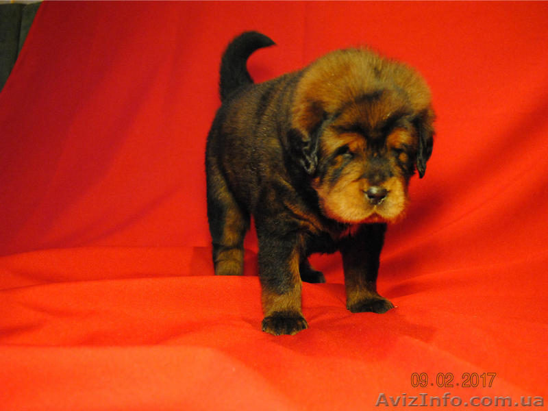 Щенки тибетского мастифа. Шостка - <ro>Изображение</ro><ru>Изображение</ru> #8, <ru>Объявление</ru> #1534407