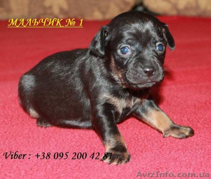 Щенки той терьера. Многоплодная саморожающая линия - <ro>Изображение</ro><ru>Изображение</ru> #2, <ru>Объявление</ru> #1556682