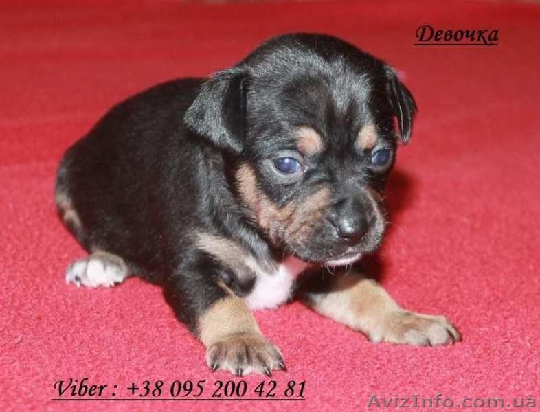 Щенки той терьера. Многоплодная саморожающая линия - <ro>Изображение</ro><ru>Изображение</ru> #1, <ru>Объявление</ru> #1556682