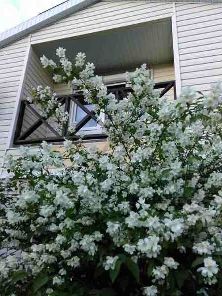 Продается дача в районе с.Красное(дачный кооператив)или обмен - <ro>Изображение</ro><ru>Изображение</ru> #7, <ru>Объявление</ru> #1648935