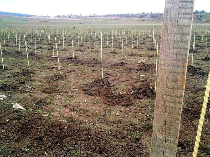 POLYARM Колышки, опоры для растений из композитных материалов . Доставка - <ro>Изображение</ro><ru>Изображение</ru> #1, <ru>Объявление</ru> #1711996