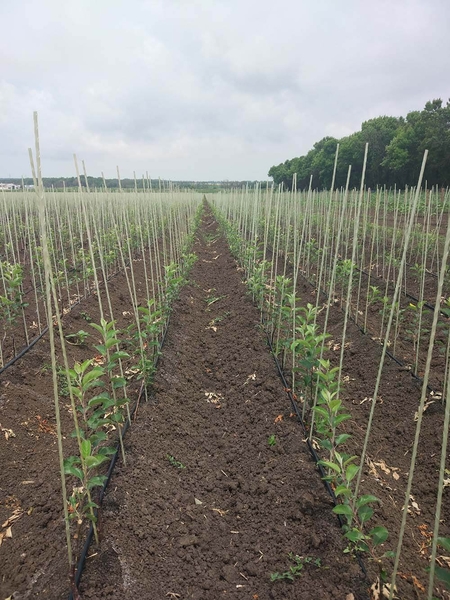 POLYARM Колышки, опоры для растений из композитных материалов . Доставка - <ro>Изображение</ro><ru>Изображение</ru> #5, <ru>Объявление</ru> #1711996