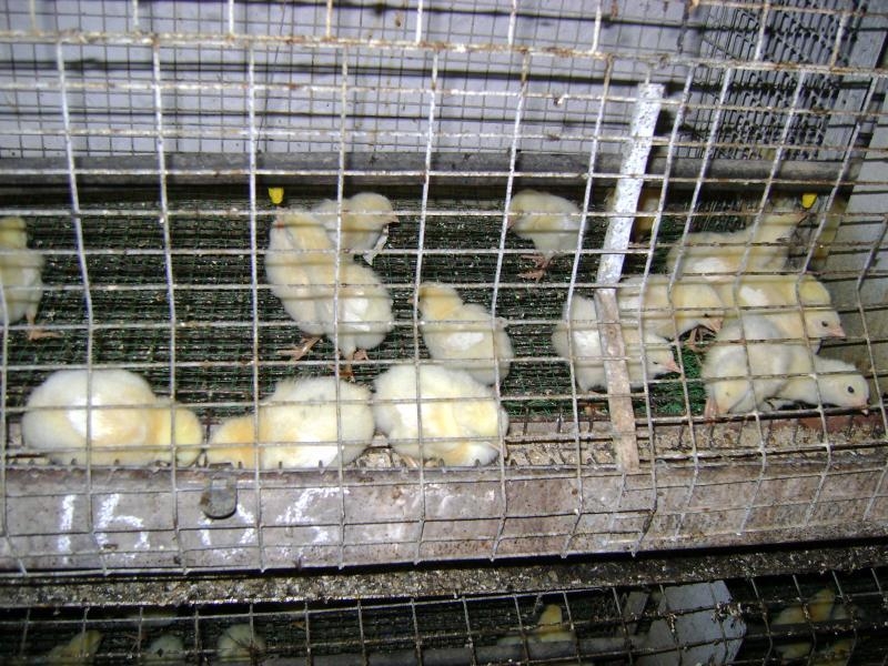 Продається інкубатор та птичник, Сміле - <ro>Изображение</ro><ru>Изображение</ru> #6, <ru>Объявление</ru> #1726715