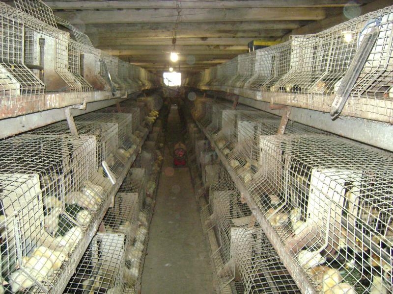 Продається інкубатор та птичник, Сміле - <ro>Изображение</ro><ru>Изображение</ru> #8, <ru>Объявление</ru> #1726715